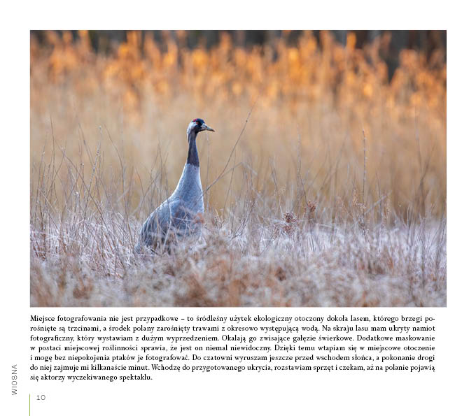 O czym szumi gaj. Opowieści z Borów Tucholskich