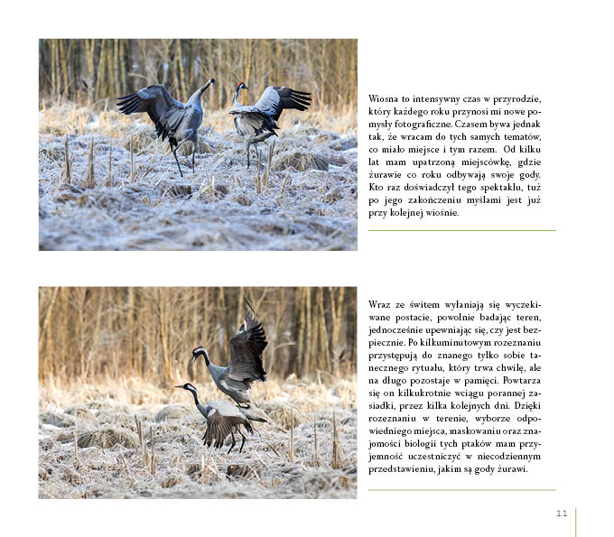 O czym szumi gaj. Opowieści z Borów Tucholskich