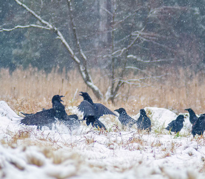 O czym szumi gaj. Opowieści z Borów Tucholskich