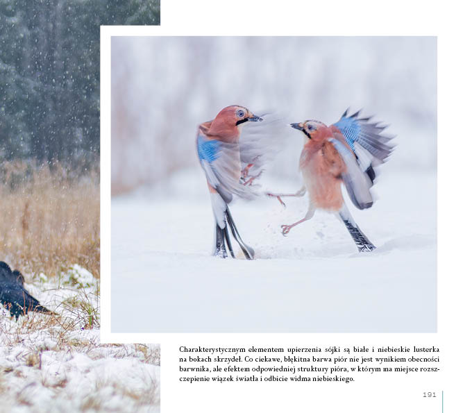 O czym szumi gaj. Opowieści z Borów Tucholskich