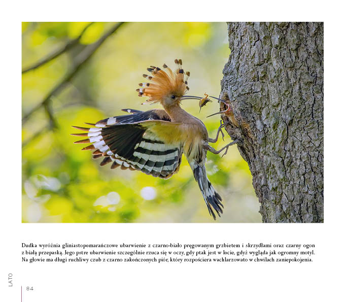 O czym szumi gaj. Opowieści z Borów Tucholskich