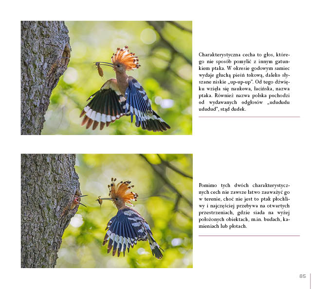 O czym szumi gaj. Opowieści z Borów Tucholskich